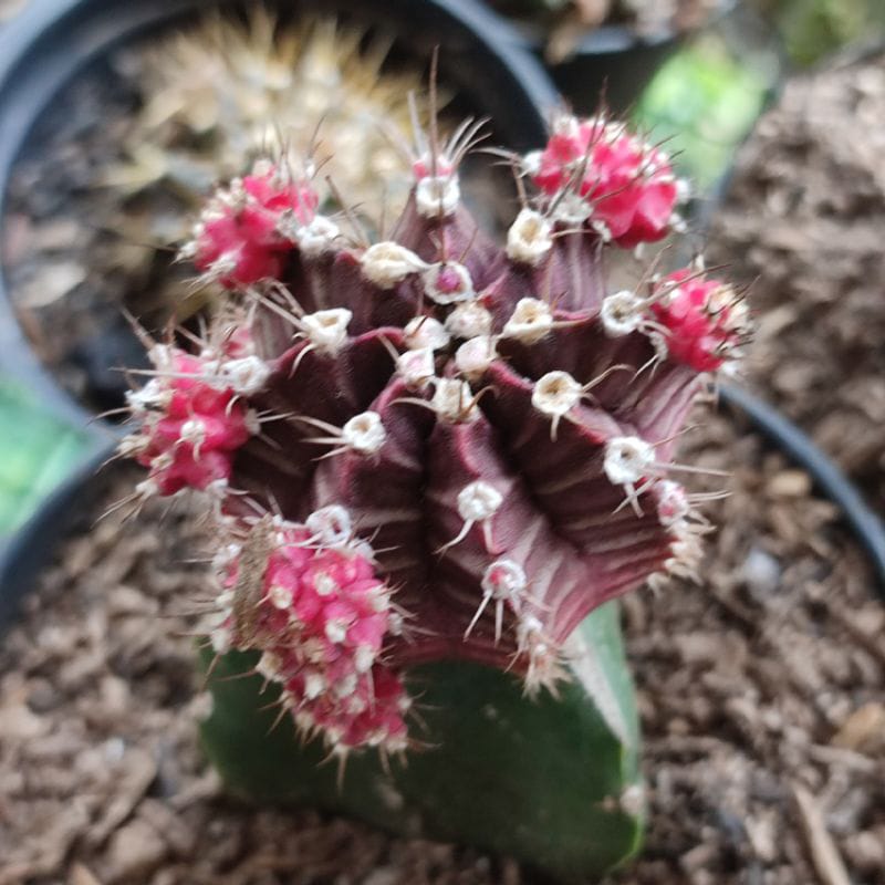  Kaktus Hias Grafting Gymno Impor