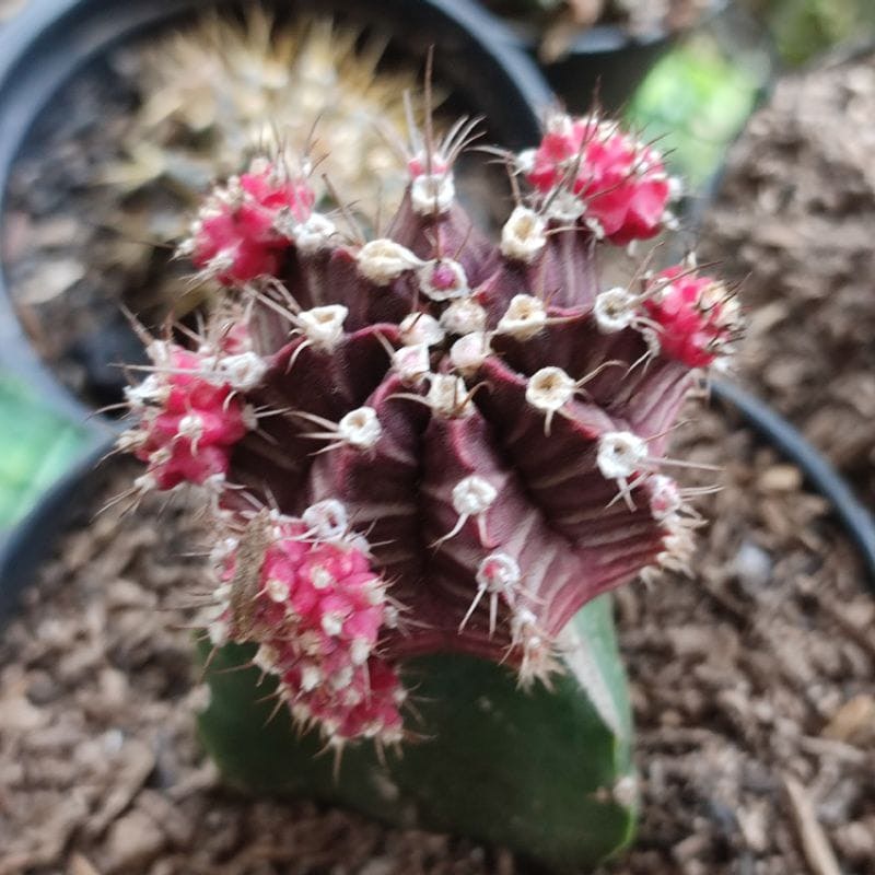Kaktus Hias Grafting Gymno Impor 5