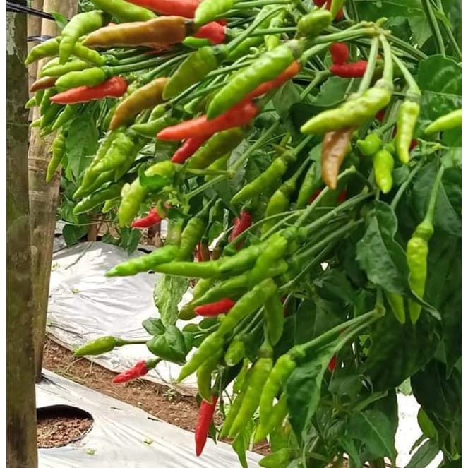Bibit Unggul Sejati YOU SEED Benih Cabai Rawit Dompolan ORION
