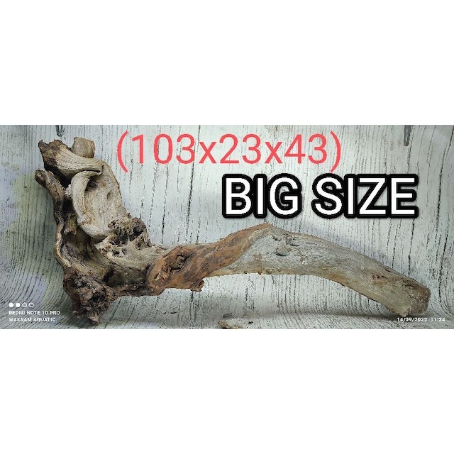  Kayu Santigi Laut Bonggol