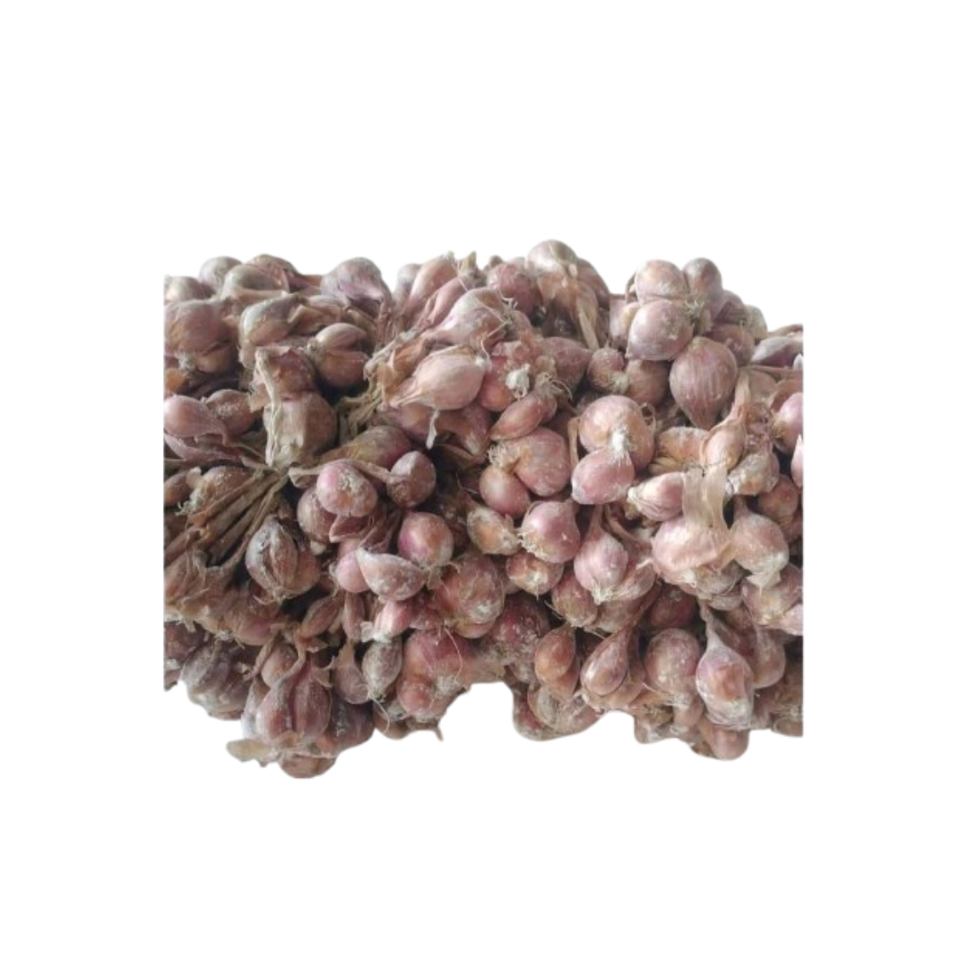 Bibit Bawang Merah Bauchi  1