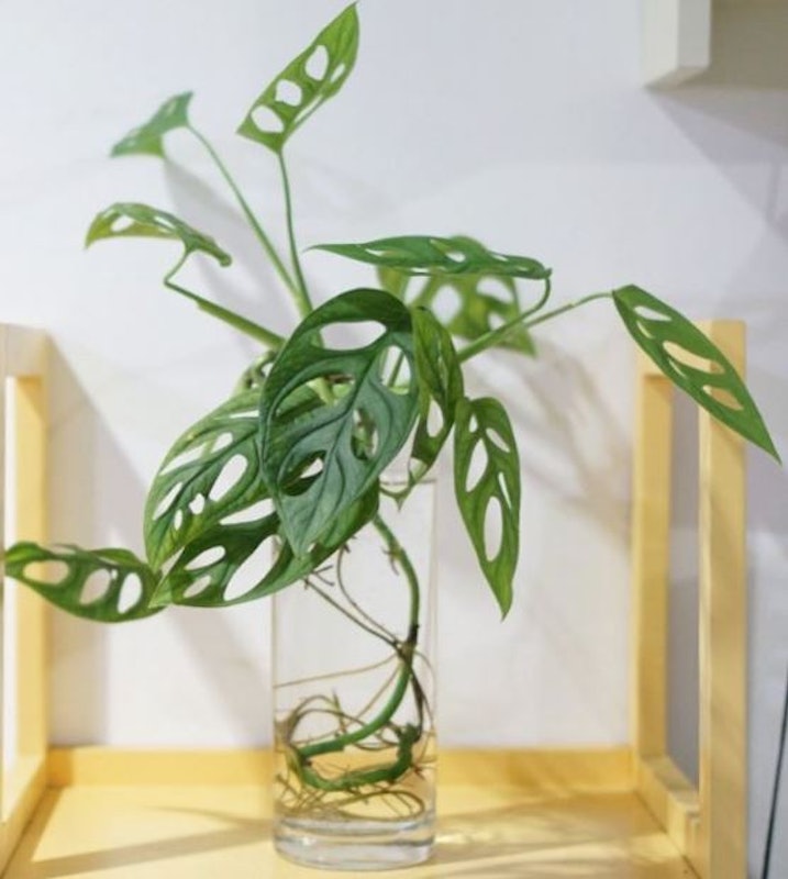 Janda Bolong (Monstera adansonii) 5