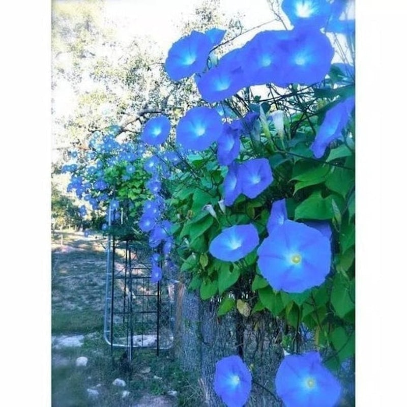 Morning Glory 2