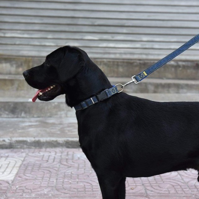 Rockware Dog Leash Adjustable Harness Neck Collar Set Canvass Model