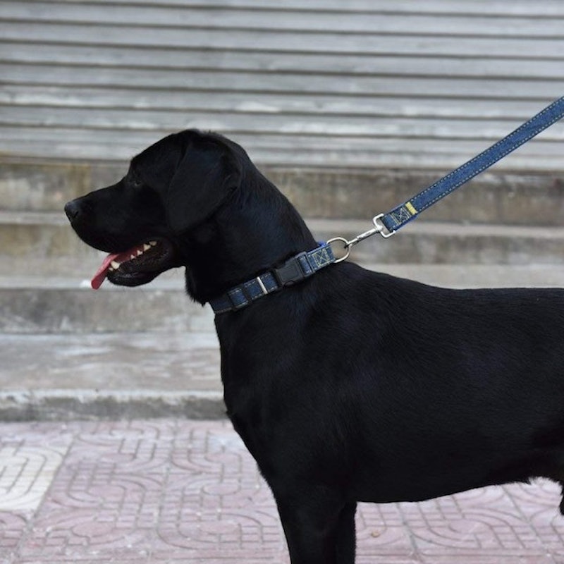 Dog Leash Adjustable Harness Neck Collar Set Canvass Model 3