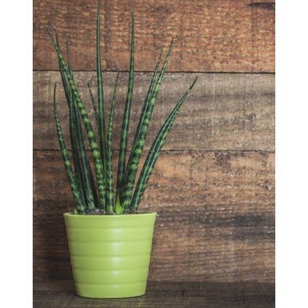 Sansevieria cylindrica 2