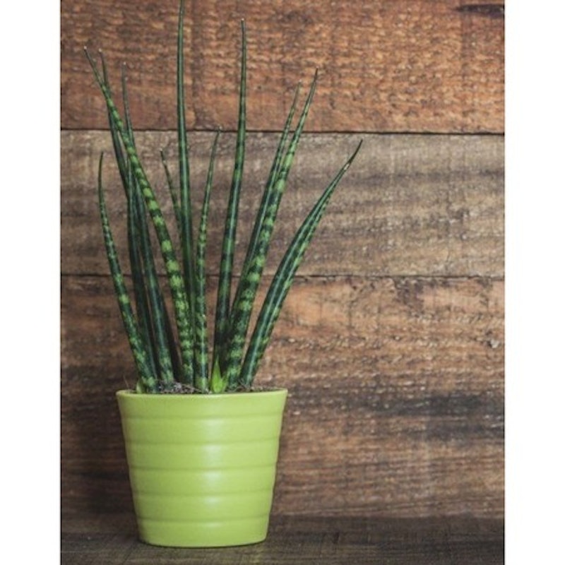 Sansevieria cylindrica 2