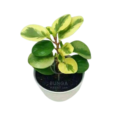 Paperomia Obtusifolia Variegata