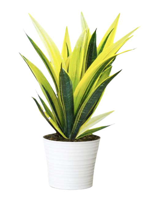 Sansevieria trifasciata 'Gold Flame'
