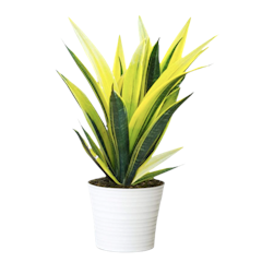 Sansevieria trifasciata 'Gold Flame'