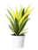 Sansevieria trifasciata 'Gold Flame' 1