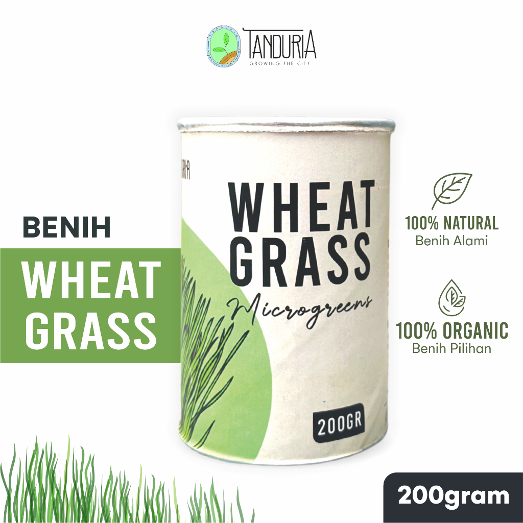 TANDURIA - Benih Wheatgrass 200gr 5