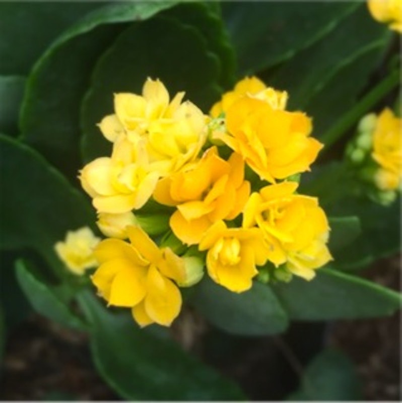 Cocor Bebek / Kalanchoe calandiva 5