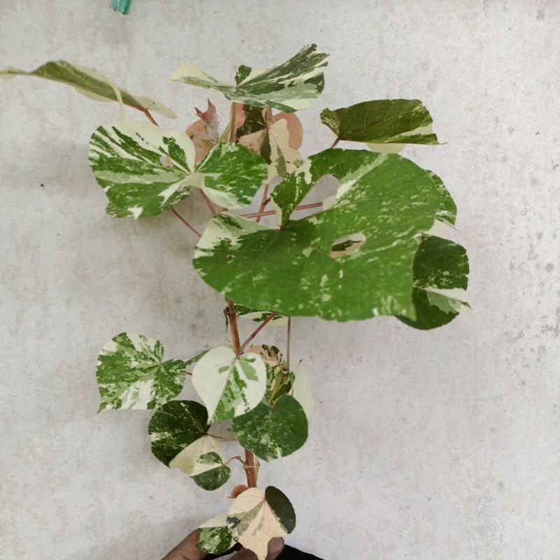 Bonsai Waru Variegata 1