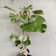 null Bonsai Waru Variegata 1
