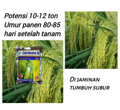  Benih Padi Cakrabuana 04 Istimewa 1 kg 85 HST