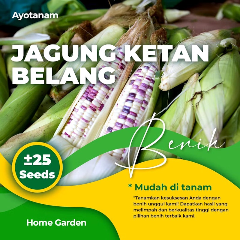AYOTANAM Benih Jagung Ketan Belang 3