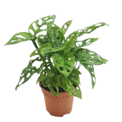 Monstera adansonii