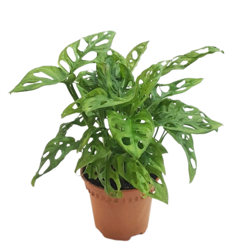 Monstera adansonii 1