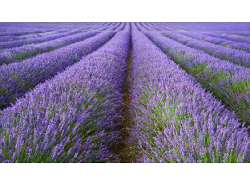 Tanaman Lavender 4