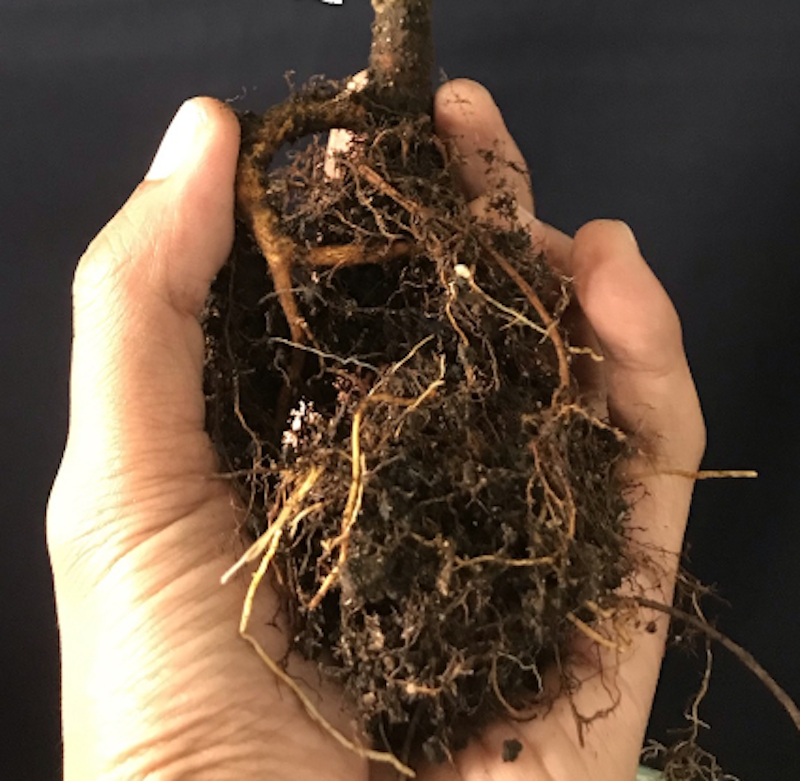 Bonsai Mikro Dolar Mangkok Pupus Merah 4