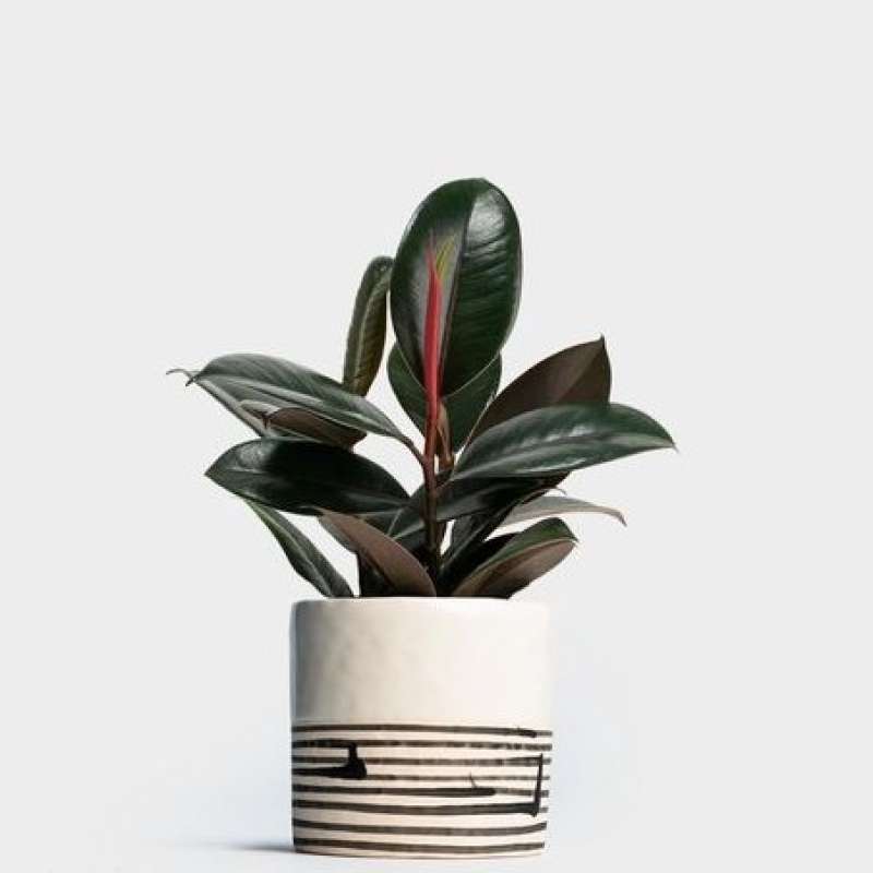 Rubber Plant 3