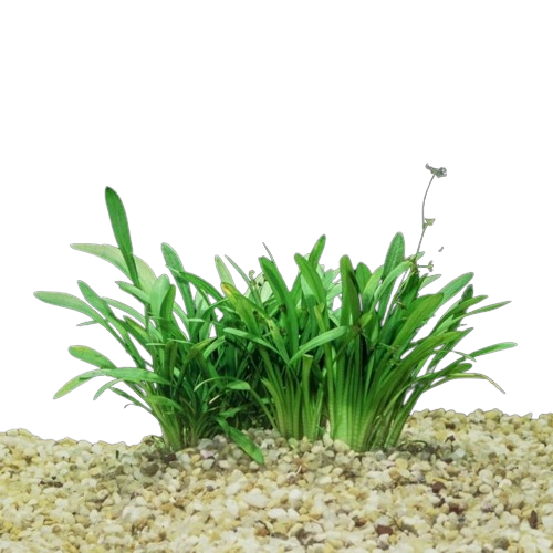 Sagittaria Subulata Dwarf