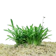null Sagittaria Subulata Dwarf 1