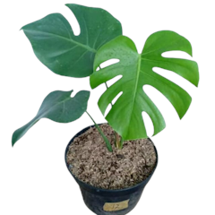 Monstera deliciosa