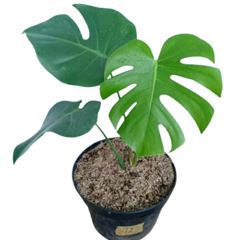 Monstera deliciosa 1