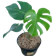 Monstera deliciosa 1