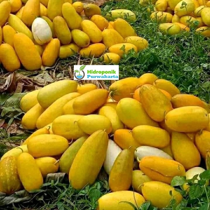 Mutiara Bumi Benih Timun Suri SURINA 3