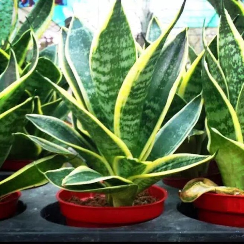 Sansevieria trifasciata 3