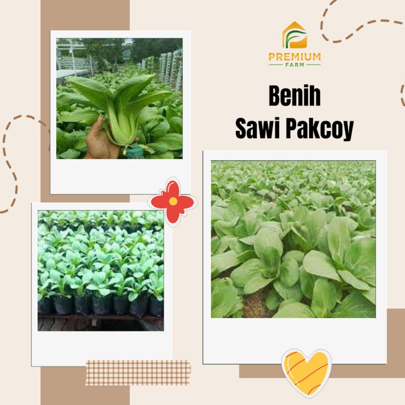 LMR Premium Farm Benih Pakcoy F1 4