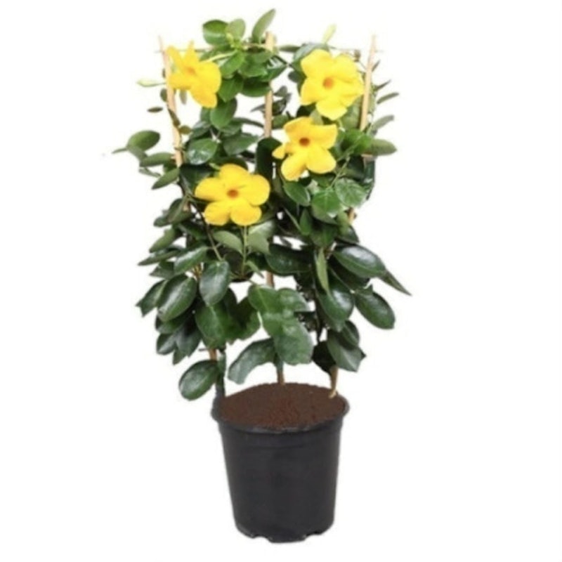 Alamanda Kuning 1