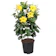 Alamanda Kuning 1
