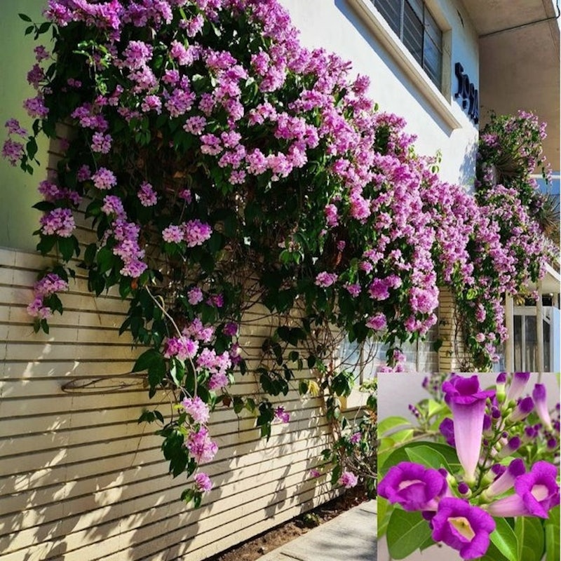 Garlic Vine 2