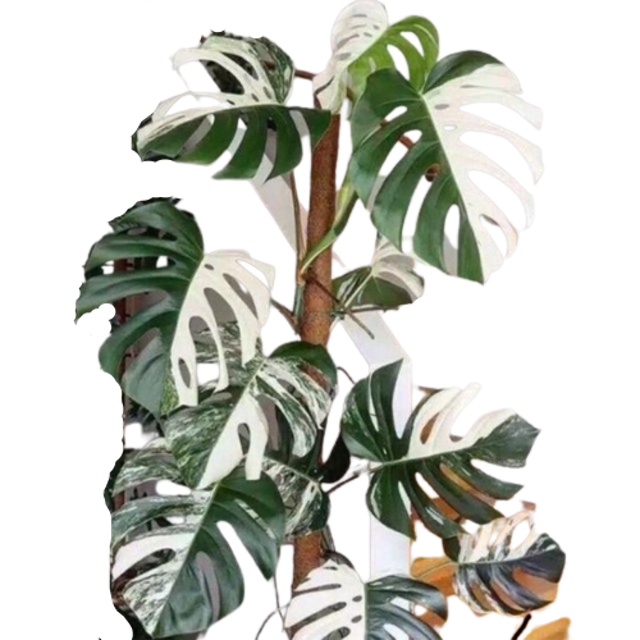 Monstera deliciosa variegata