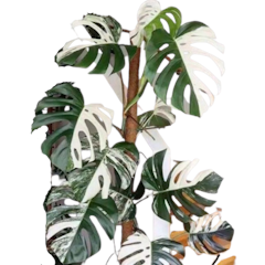 Monstera deliciosa variegata