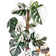 Monstera deliciosa variegata 1