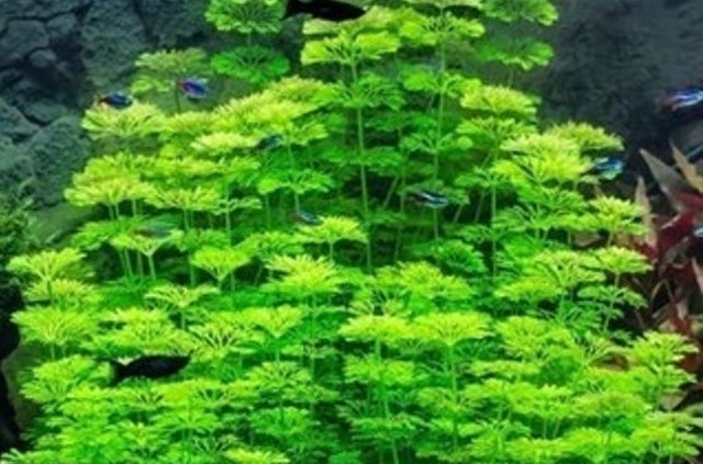 Limnophila sessiliflora