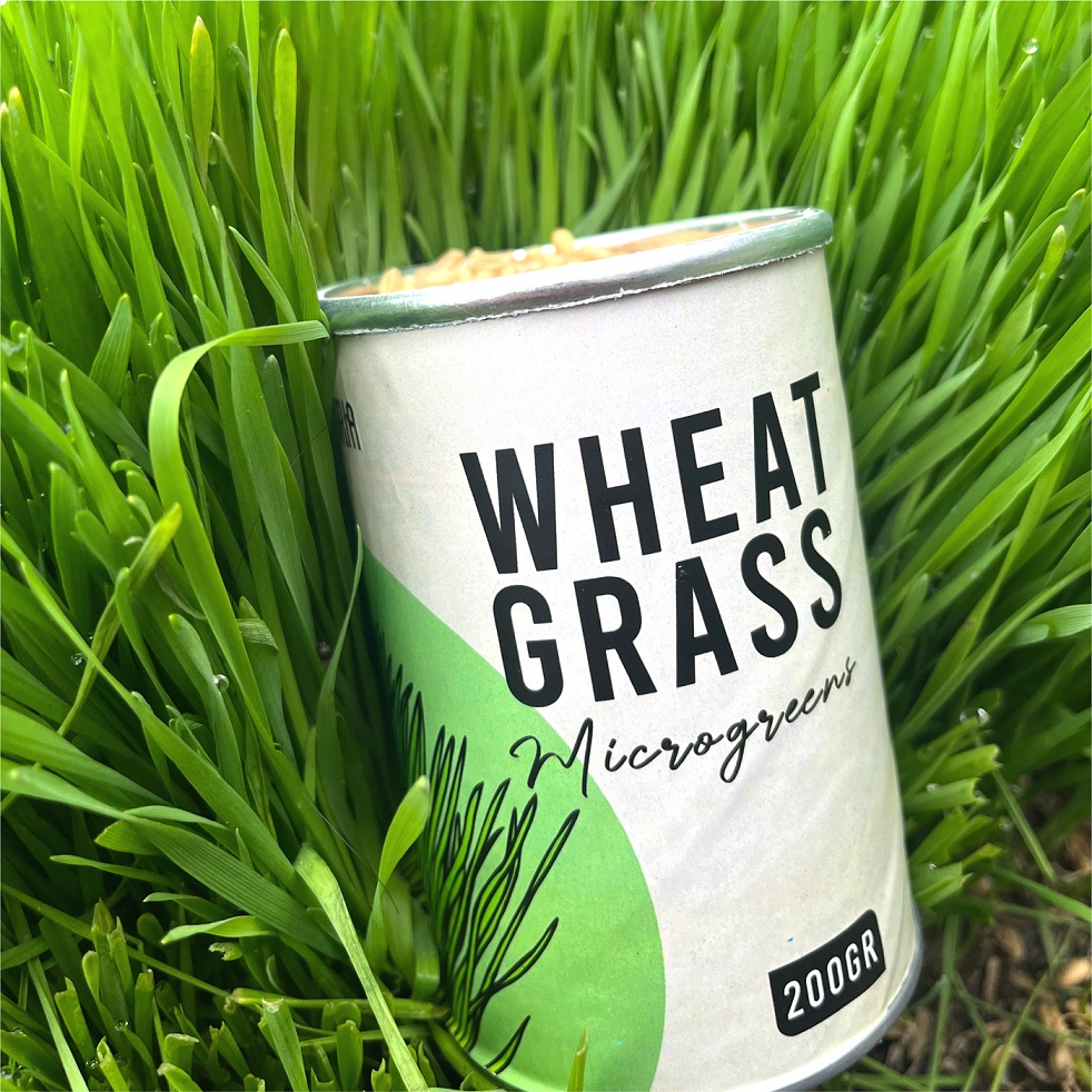 TANDURIA - Benih Wheatgrass 200gr 2