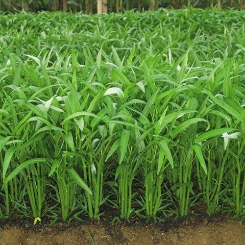 Vario Kangkung Cabut / Potong