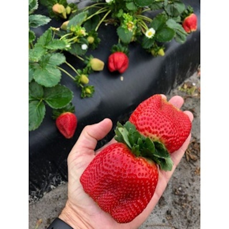 Bibit Strawberry Red Giant Australia