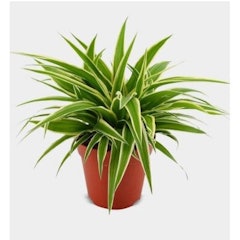 Lily Paris (Chlorophytum comosum)