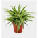 null Lily Paris (Chlorophytum comosum) 1