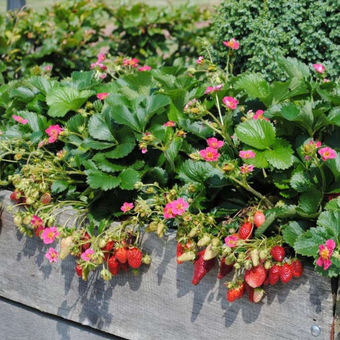 Bibit Strawberry Merlan