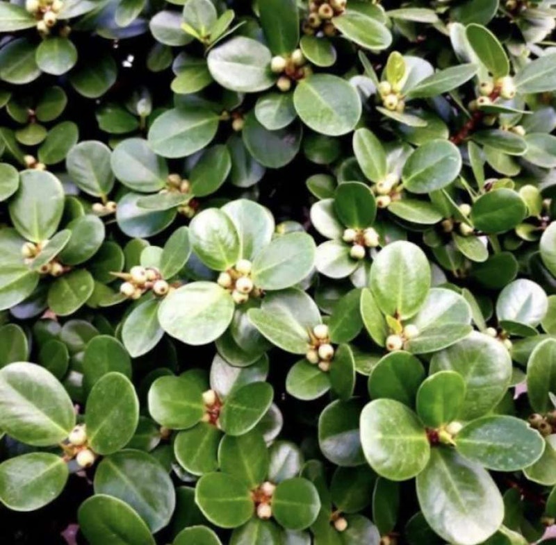 Bonsai Beringin Dolar 5
