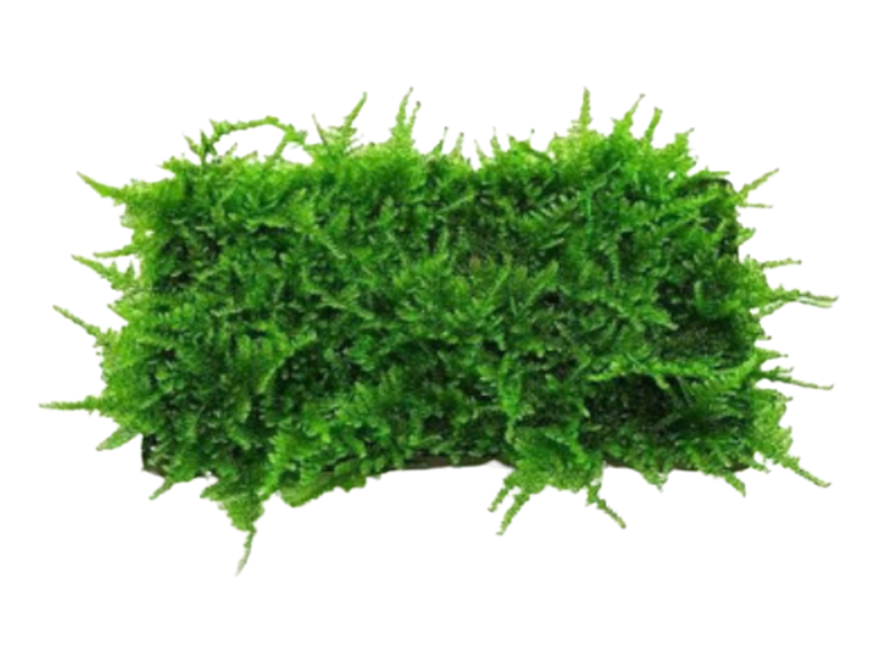 Mini Christmas Moss 1