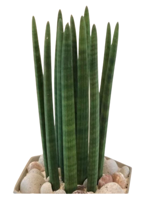 Sansevieria stuckyi